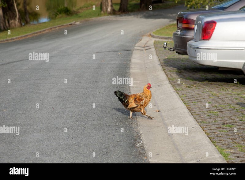 Jocul Popular Chicken Road: Descoperiți Secrete și Iți Câștigați Banii - prezentare generală